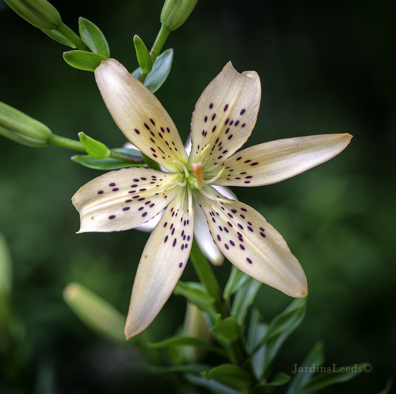 Lys Asiatique Lilium ×asiatique Easy Life