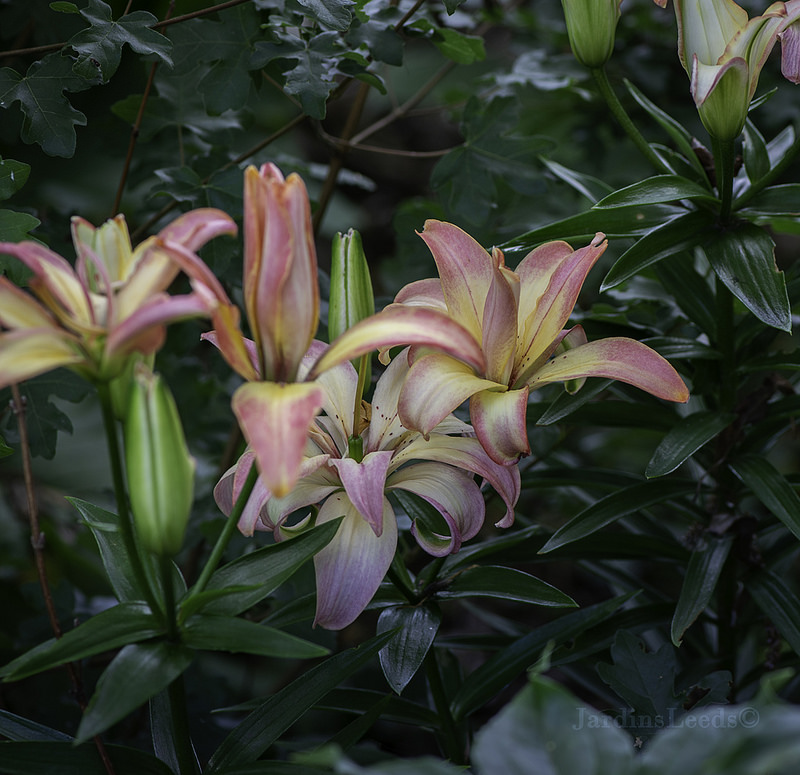 Lys, Asiatique, Lilium ×asiatique 'Delicate Joy'