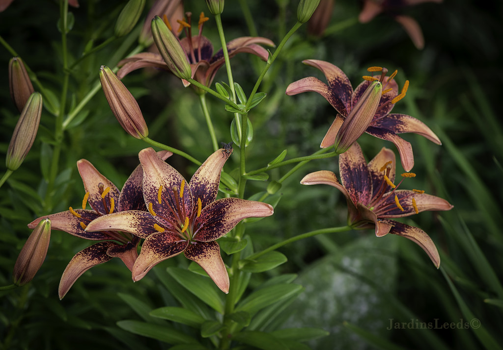 Lys Asiatique Lilium ×asiatique Whistler