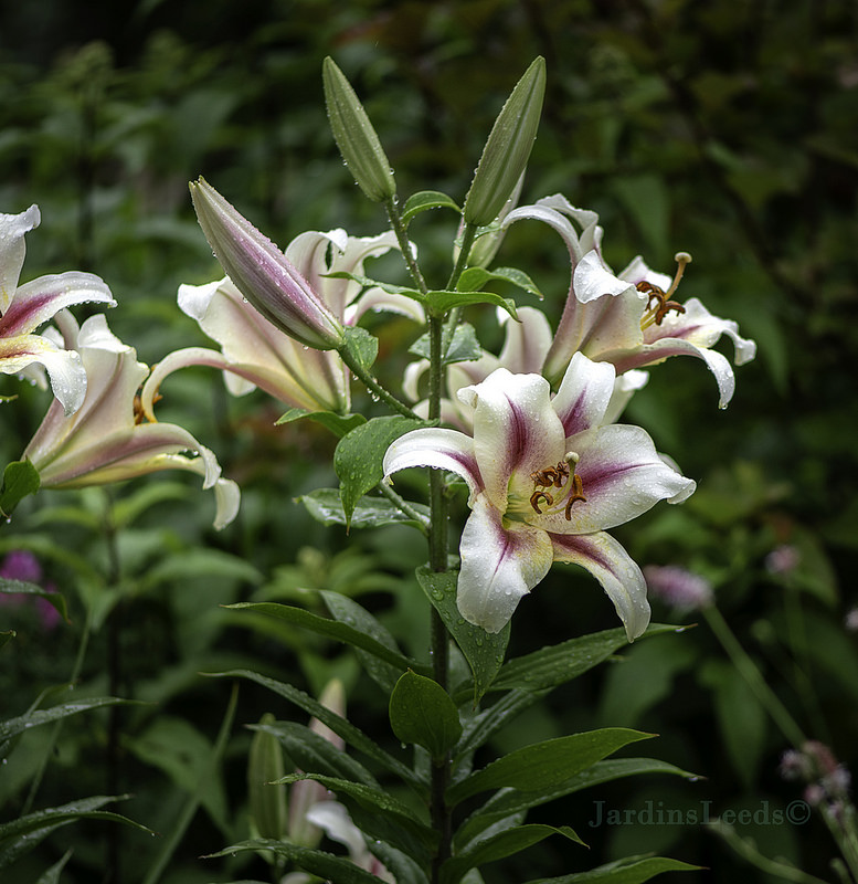 Lys, Oriental x Trumpet, Lilium ×orienpet 'Nymph'