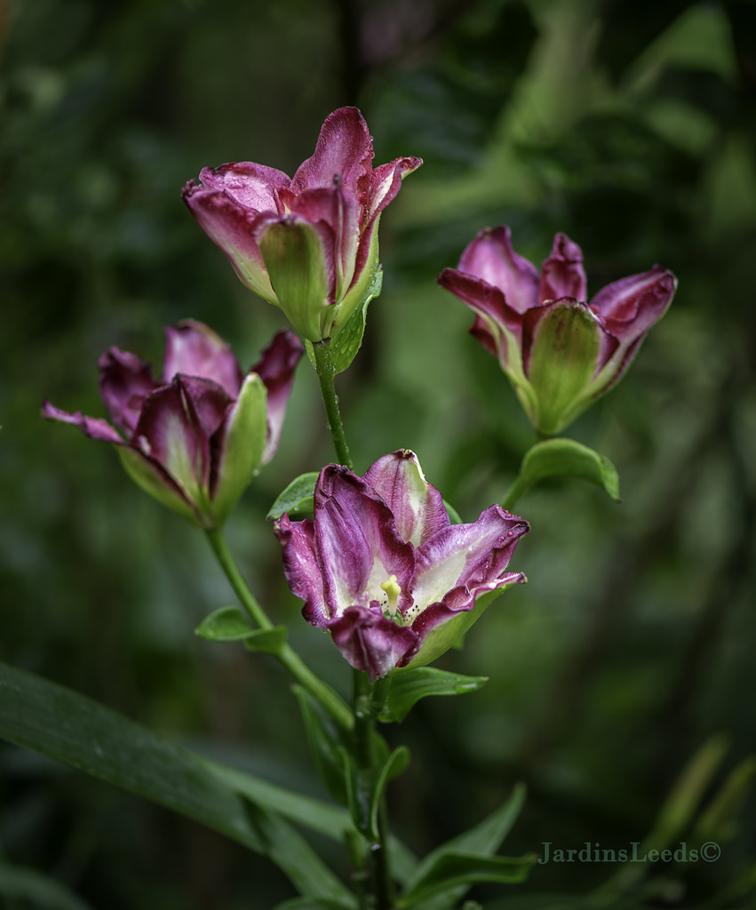 Lys Asiatique Lilium ×asiatique Double Sensation