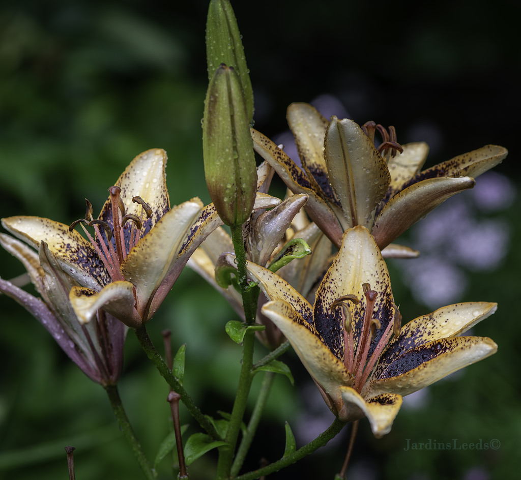 Lys Asiatique Lilium ×asiatique Starbust