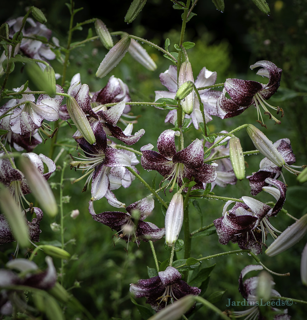 Lys Asiatique Lilium ×asiatique Purple Life