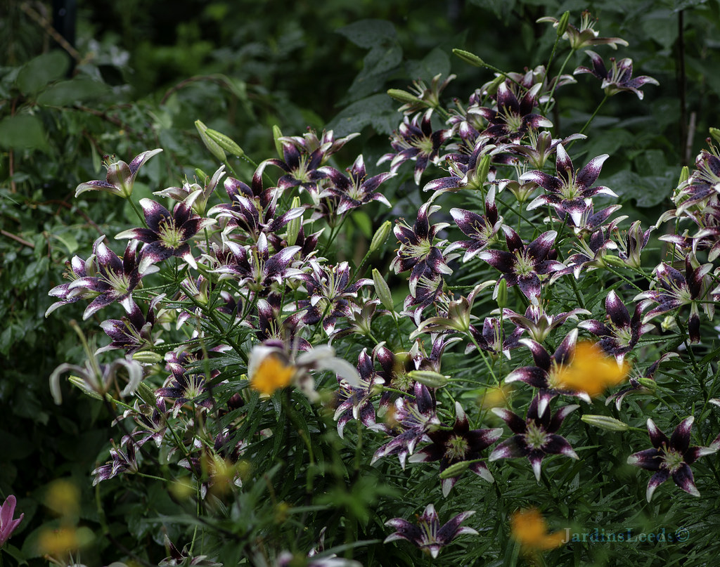 Lys Asiatique Lilium ×asiatique Netty's Pride