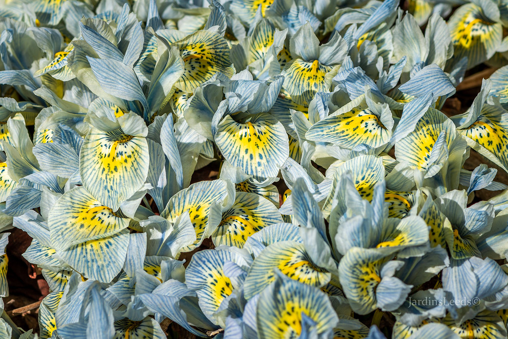 Iris histrioides 'Katharine Hodgkin'