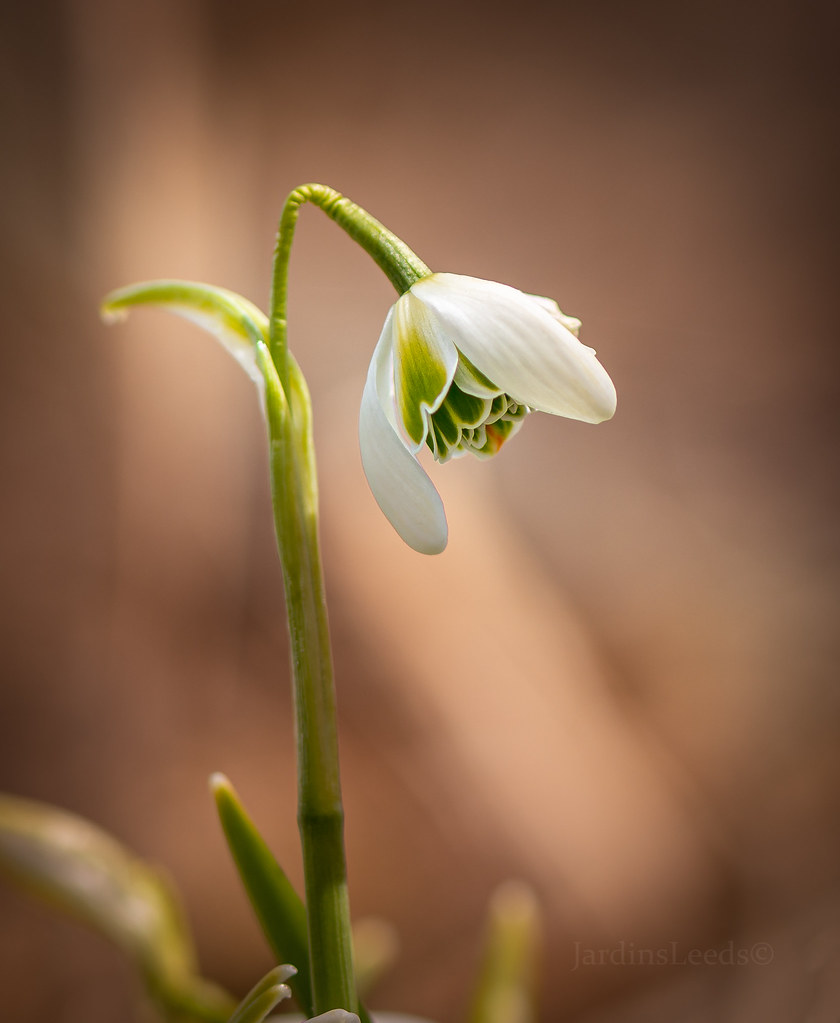 perce-neige Perce-neige Galanthus nivalis Flore Pleno