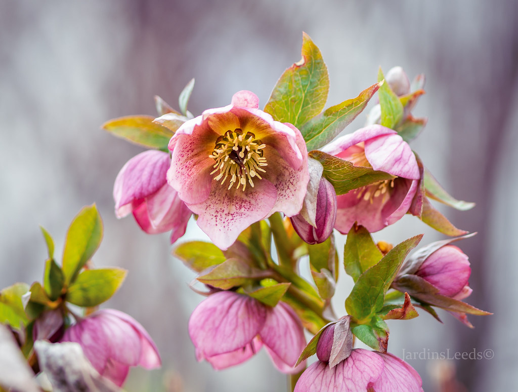 Hell&eacute;bore, Helleborus ×hybridus 'Spring Promise Bridget'