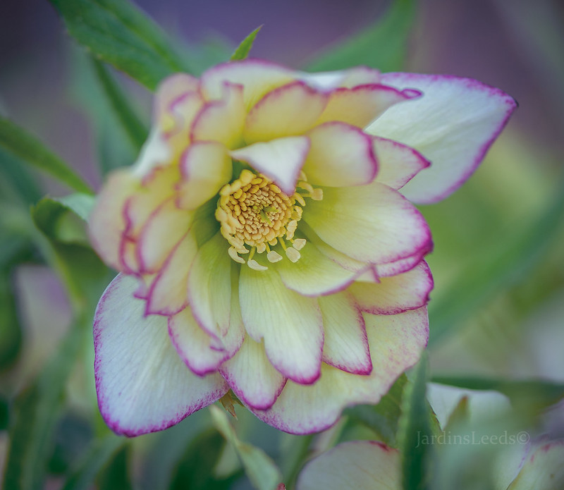 Hellébore Série Winter Jewels Helleborus ×hybridus WJ Rose Quartz