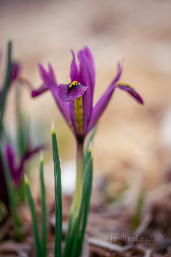 Iris reticulata 'RS Dijt'