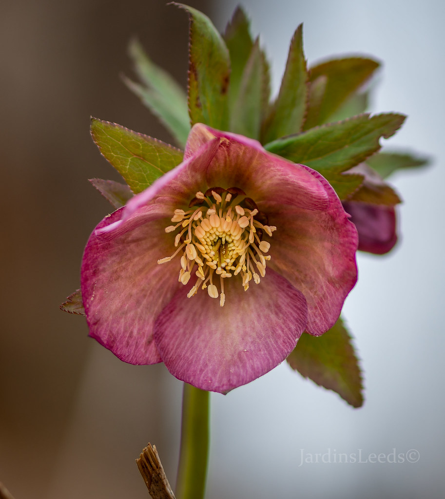 Hell&eacute;bore, Helleborus ×hybridus 'Pretty Ellen Pink'