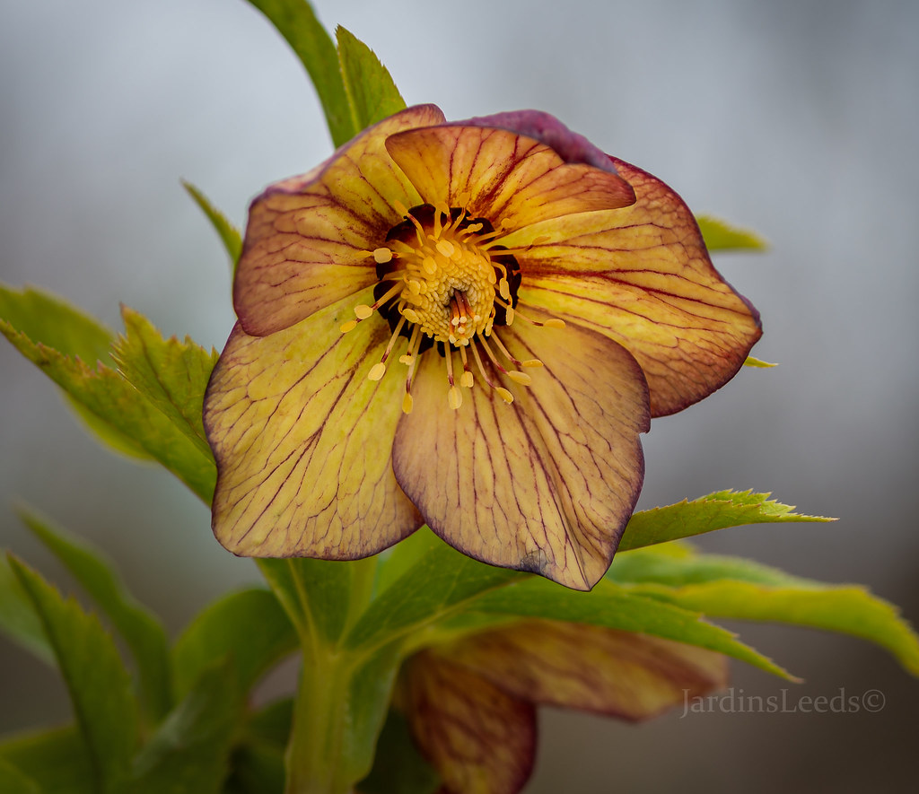 Hell&eacute;bore, Helleborus ×hybridus 'Golden Sunrise'
