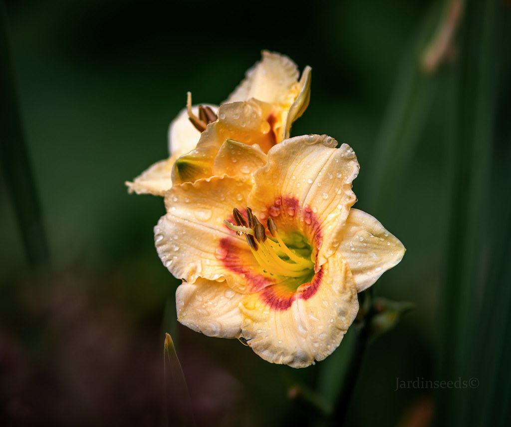 H&eacute;m&eacute;rocalle, Hemerocallis ×hybrida 'Siloam Baby Talk'