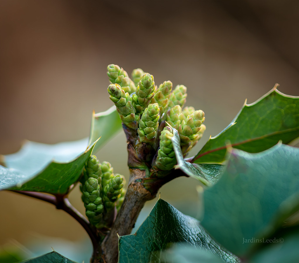 Mahonia &agrave; feuilles de houx, Mahonia aquifolium 