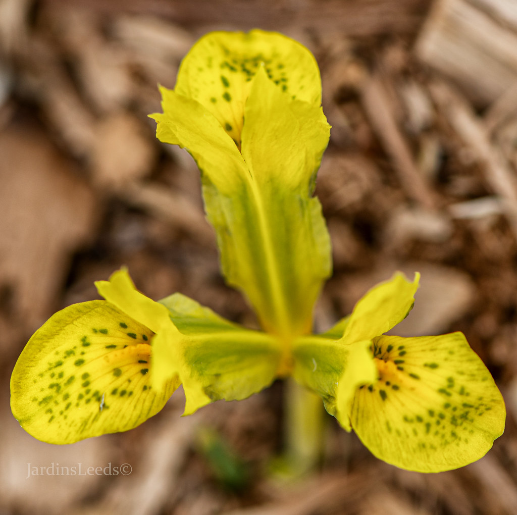Iris reticulata Happiness