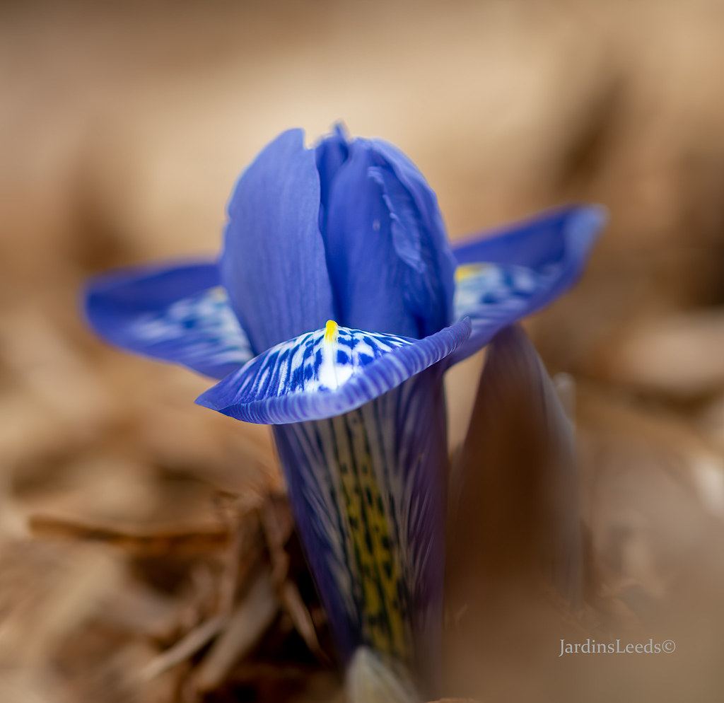 Iris reticulata Lady Beatrix Stanley