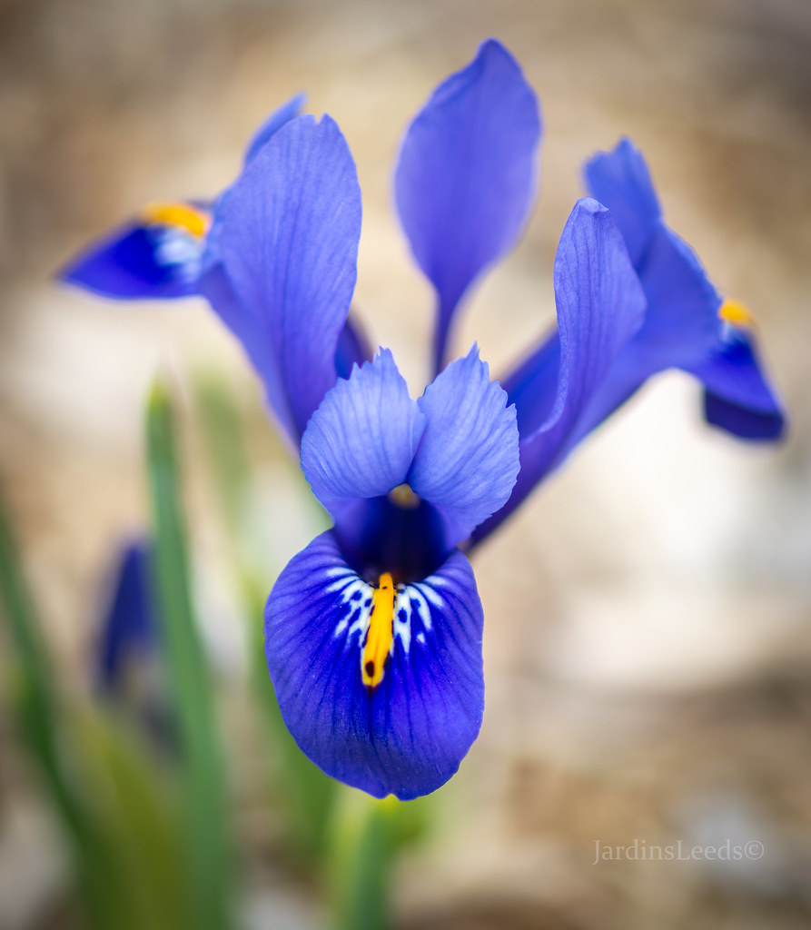 Iris reticulata Harmony