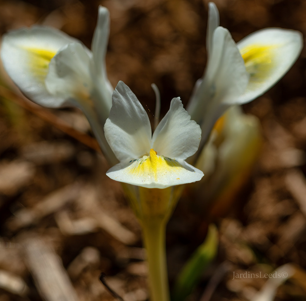 Iris reticulata 'On Cloud Nine'