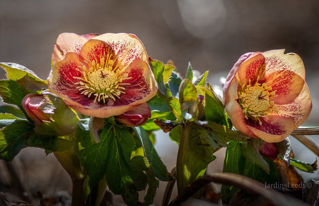 Hell&eacute;bore, Helleborus ×orientalis 'Ashwood Fascination'