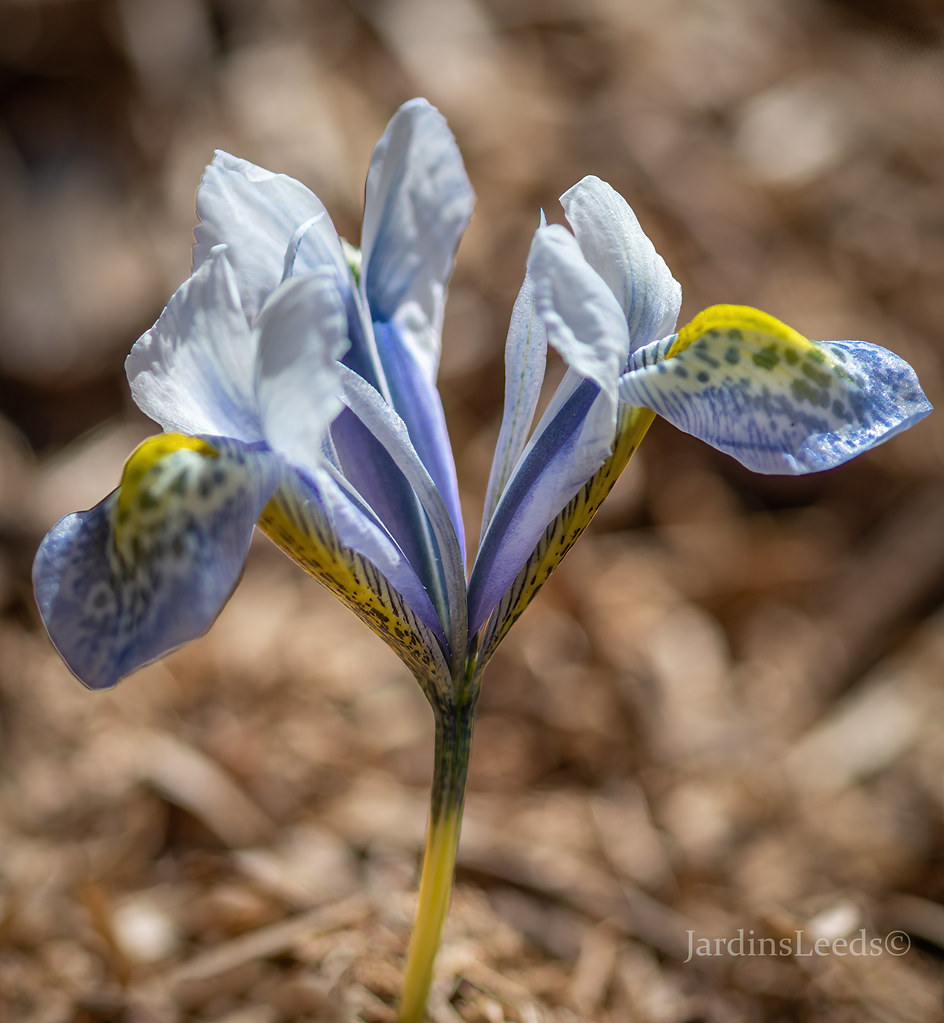 Iris reticulata Splish Splash