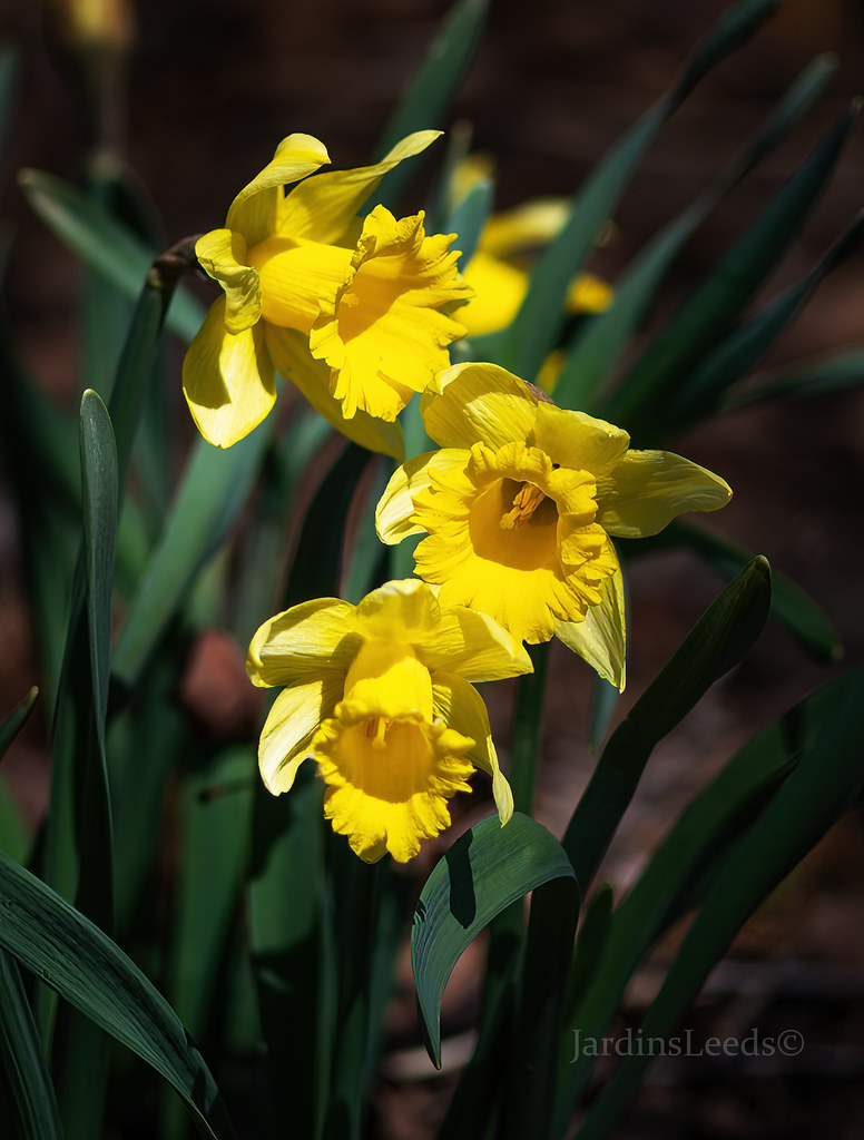 Narcisse, Narcissus 'Dutch Master'