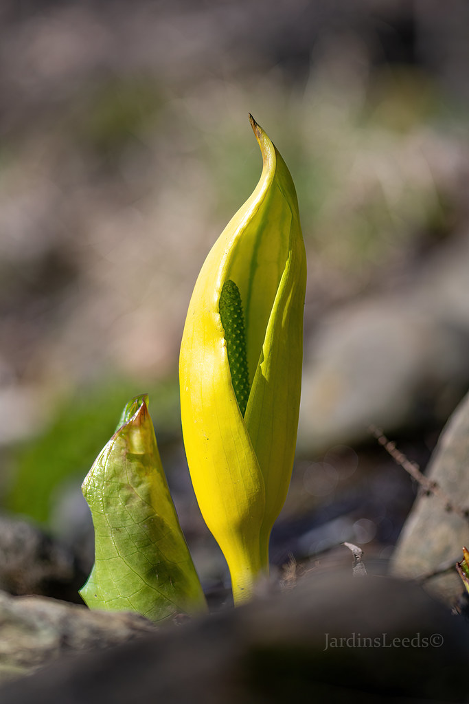 Lysichiton am&eacute;ricain, Arum bananier jaune, Lysichiton americanus 