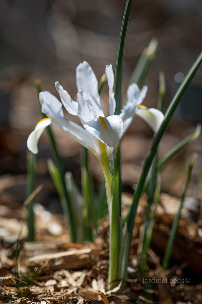 Iris reticulata White Caucasus