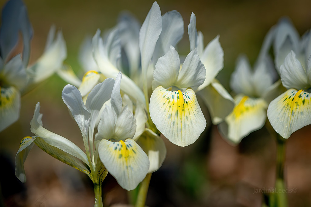 Iris reticulata Katherine's Gold