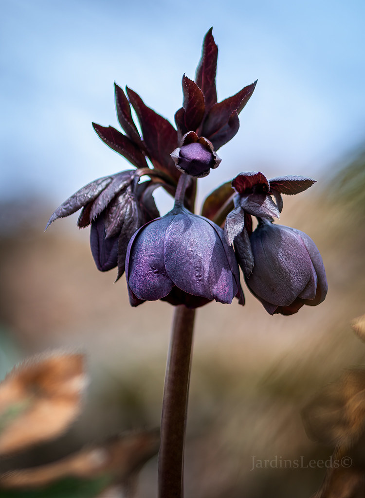 Hell&eacute;bore, Helleborus ×orientalis 'Metallic Blue'