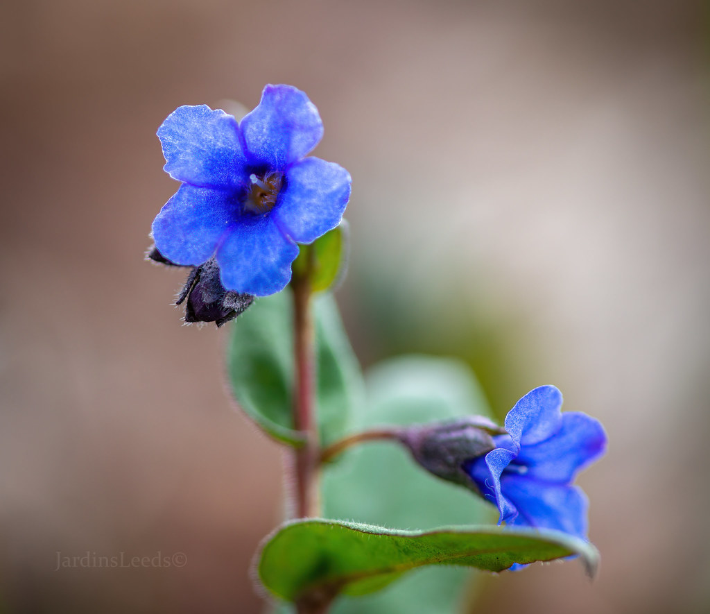Pulmonaire, Pulmonaria angustifolia 'Blue Ensign'