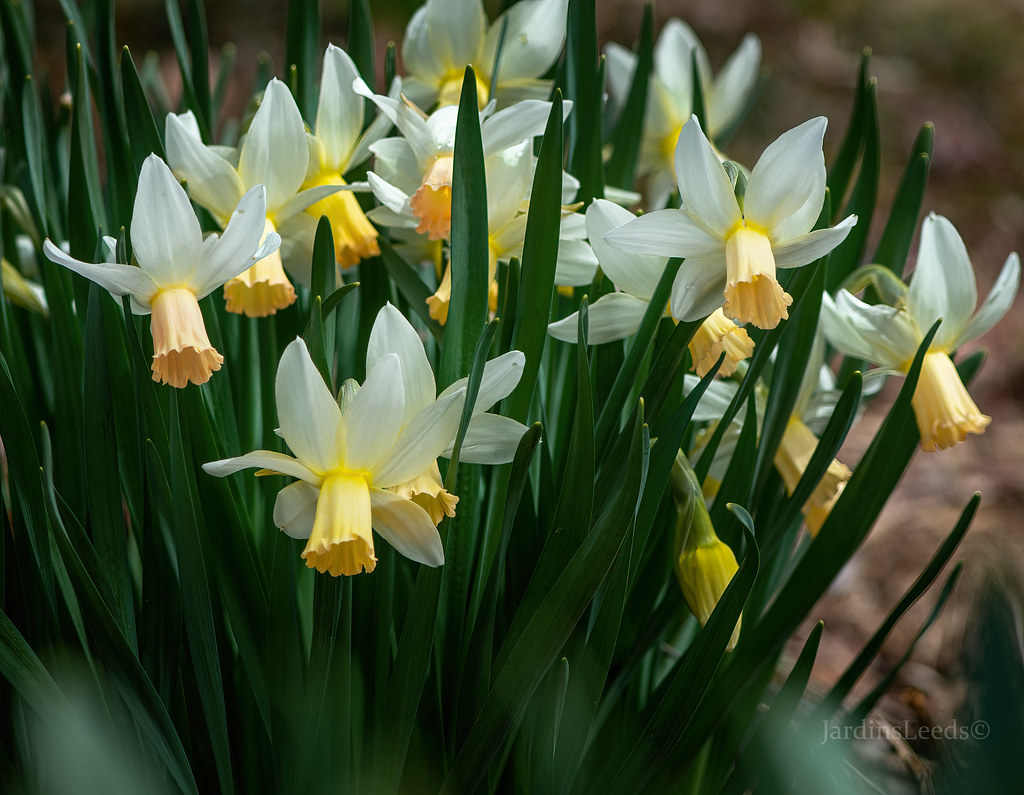 Narcisse, Narcissus ×cyclamineus 'Cotinga'