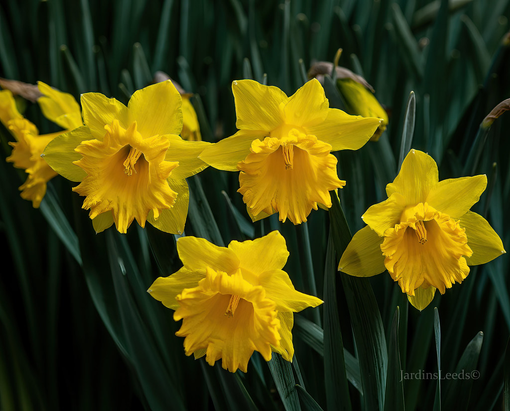 Narcisse Narcissus Eclatante