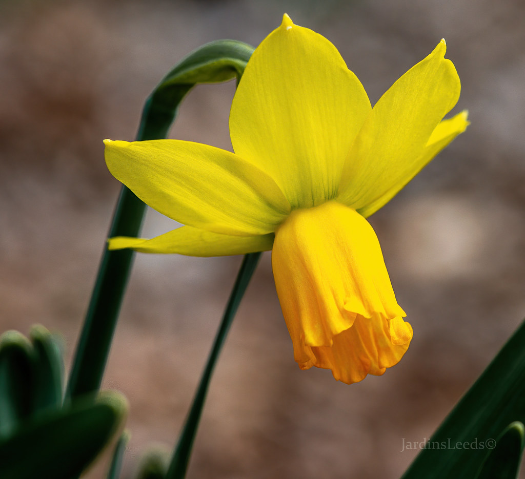 Narcisse Narcissus ×cyclamineus Jetfire