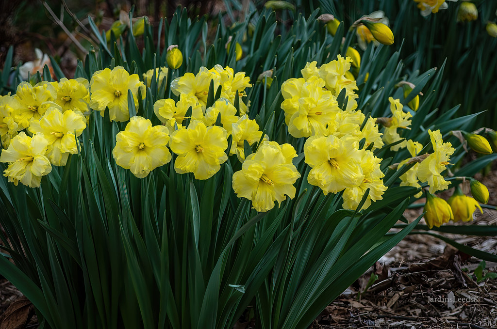 Narcisse Narcissus Sunny Side Up