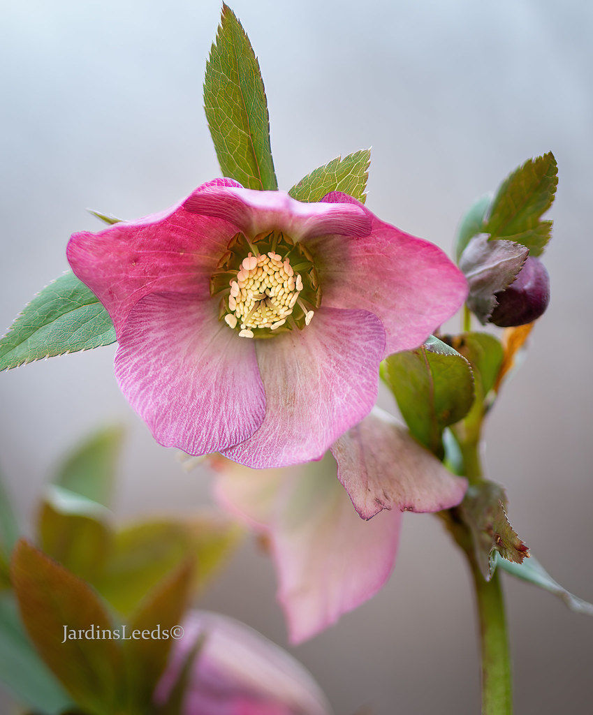 Hellébore Helleborus ×hybridus Pretty Ellen Pink