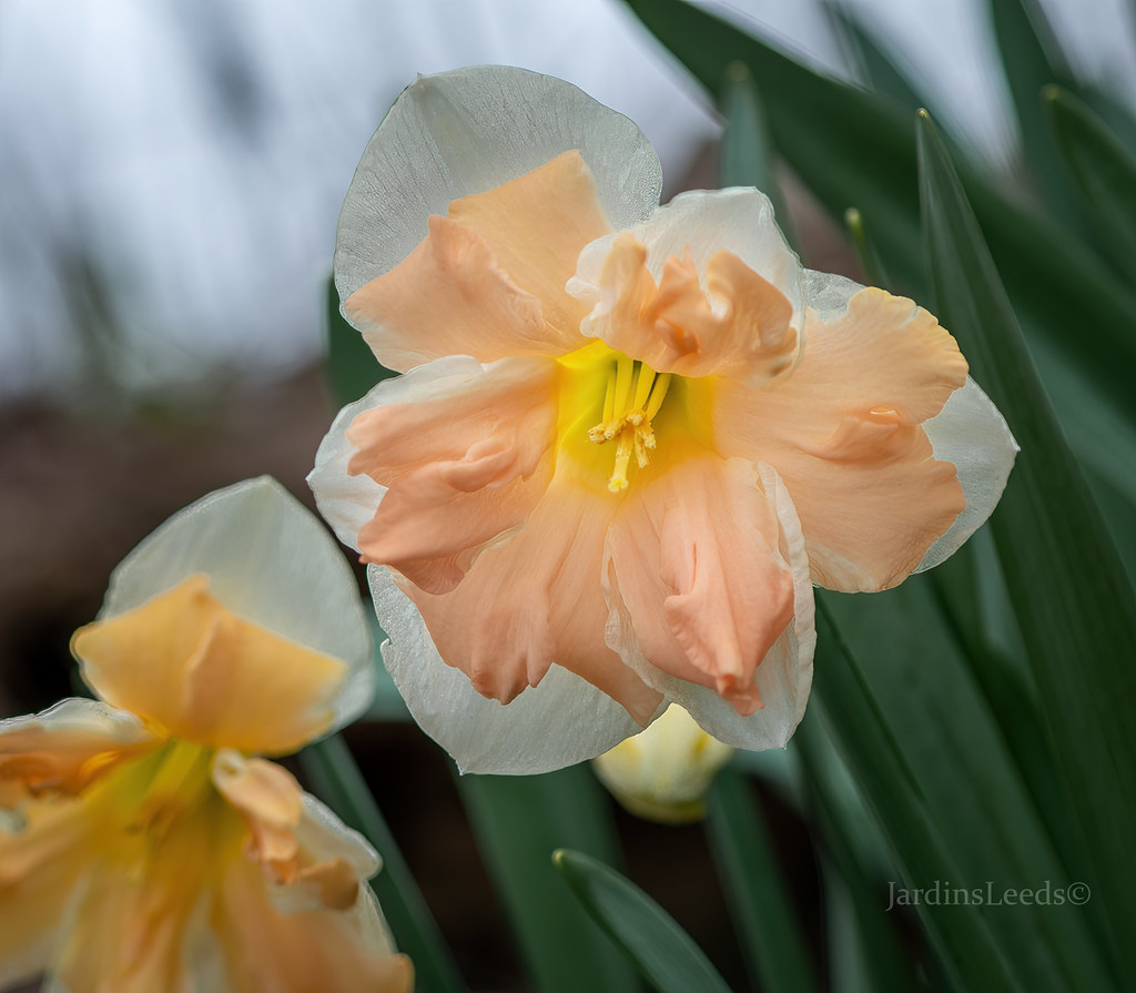 Narcisse, Narcissus 'Vanilla Peach'