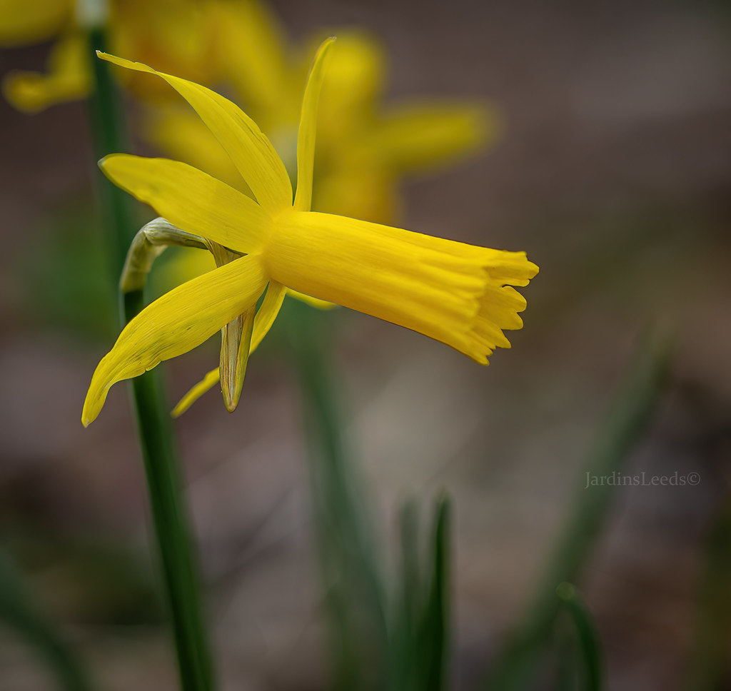 Narcisse Narcissus ×cyclamineus Mite