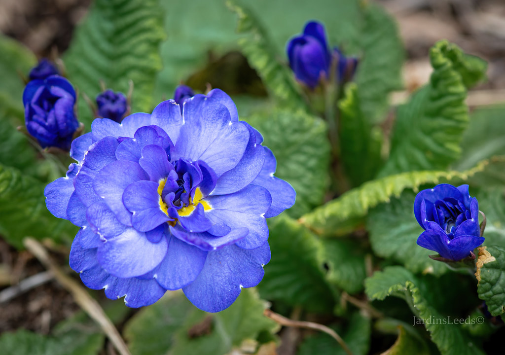 Primevère, primulas Primevère commune, Primevère acaule, Primevère des jardins Primula vulgaris Belarina Cobalt Blue