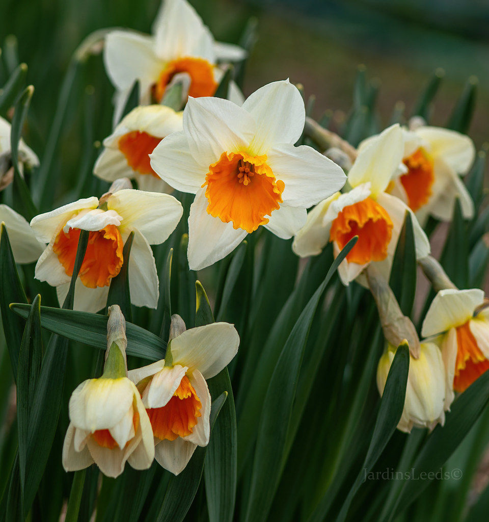 Narcisse, Narcissus 'Soestdijk'