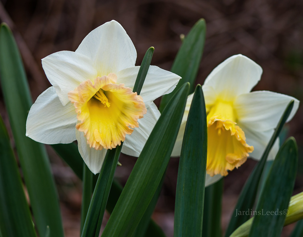 Narcisse, Narcissus 'Queens Delight'