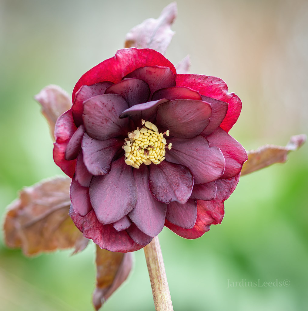 Hell&eacute;bore, S&eacute;rie Winter Jewels, Helleborus ×hybridus WJ 'Red Sapphire'