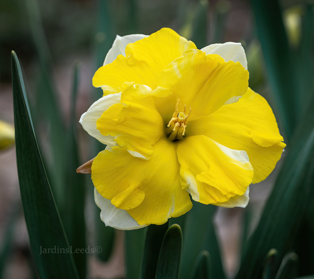 Narcisse, Narcissus 'Belcanto'