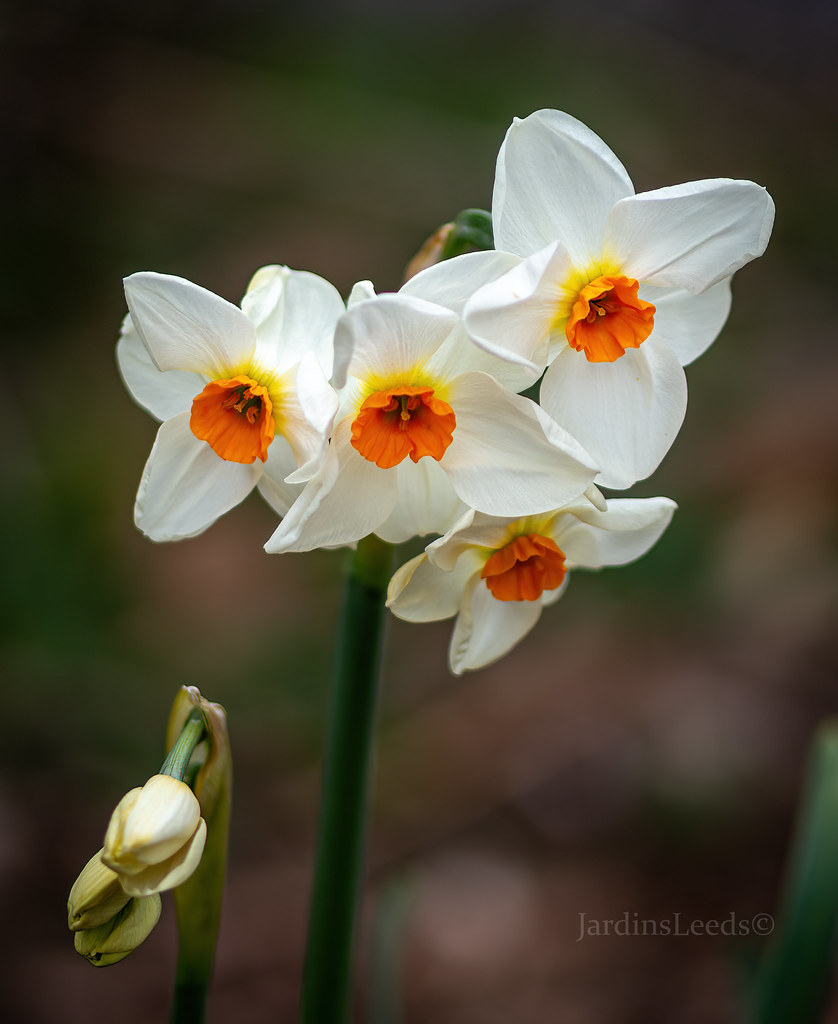 Narcisse Narcisse à bouquet, Narcisse de Constantinople, Narcisse tazette Narcissus tazetta Cragford