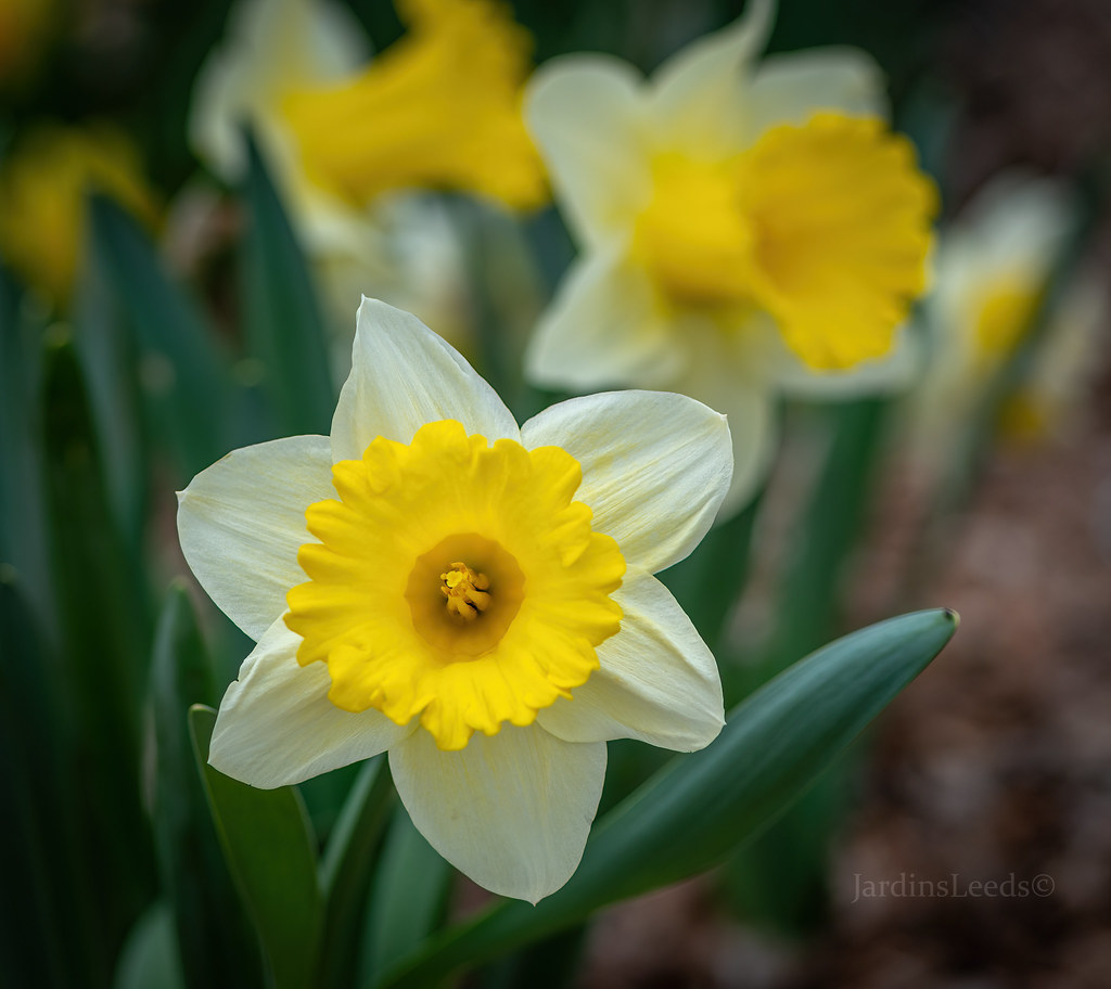 Narcisse, Narcissus 'Goblet'