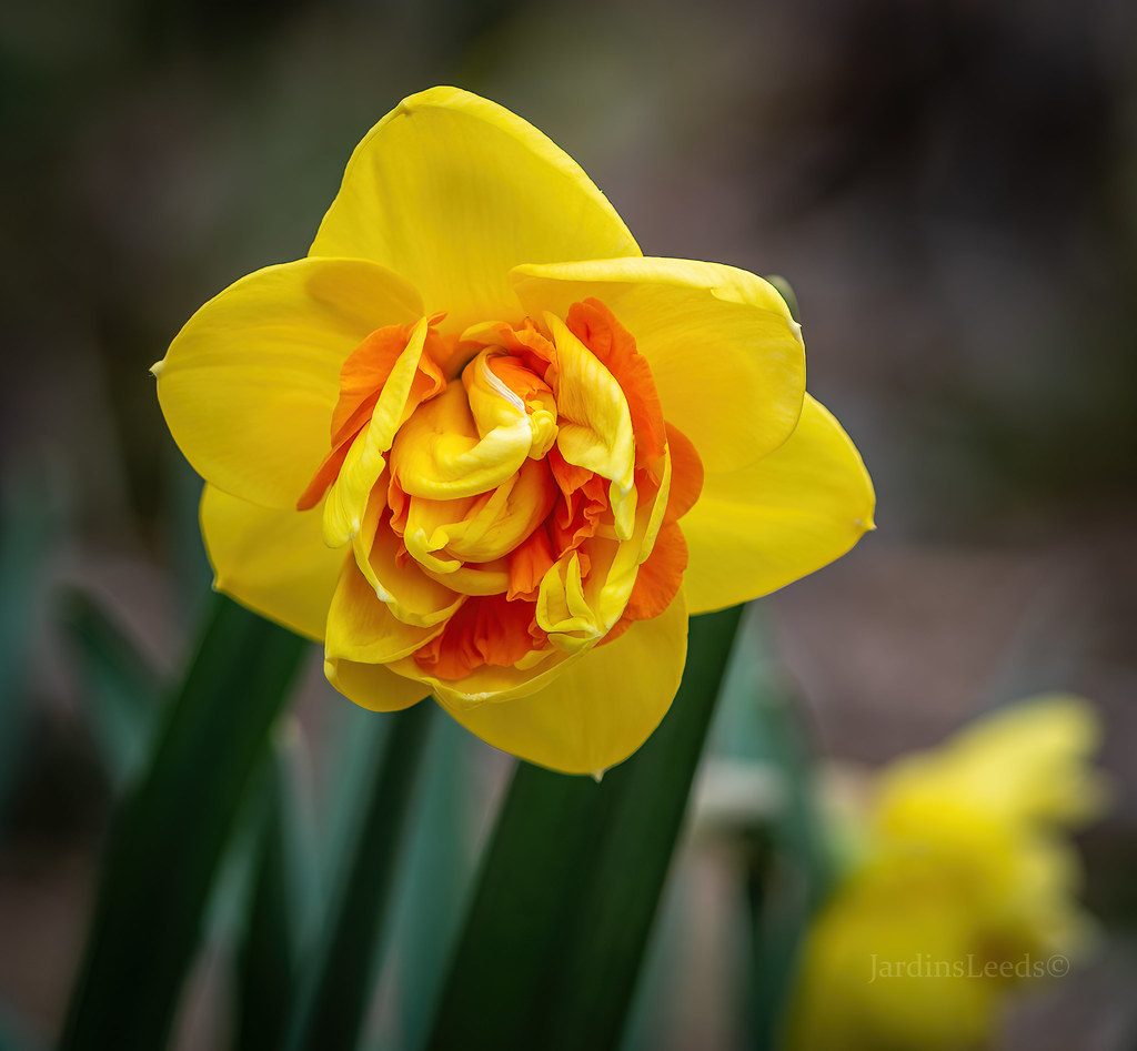 Narcisse Narcissus Kiwi Sunset