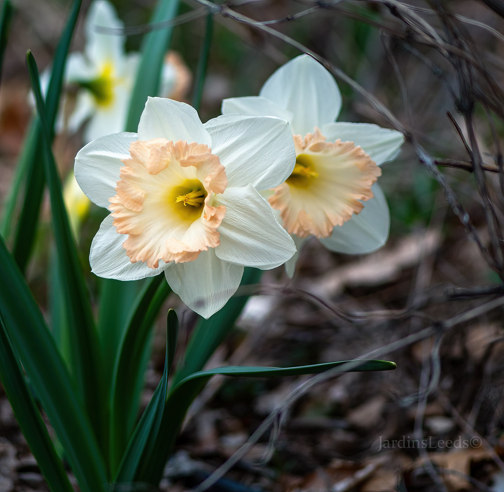 Narcisse Narcissus Queen Delight