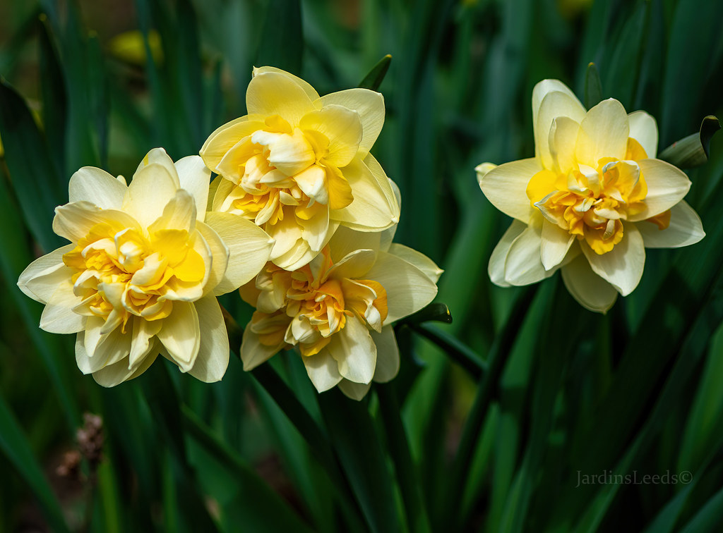 Narcisse Narcissus Peach Cobber