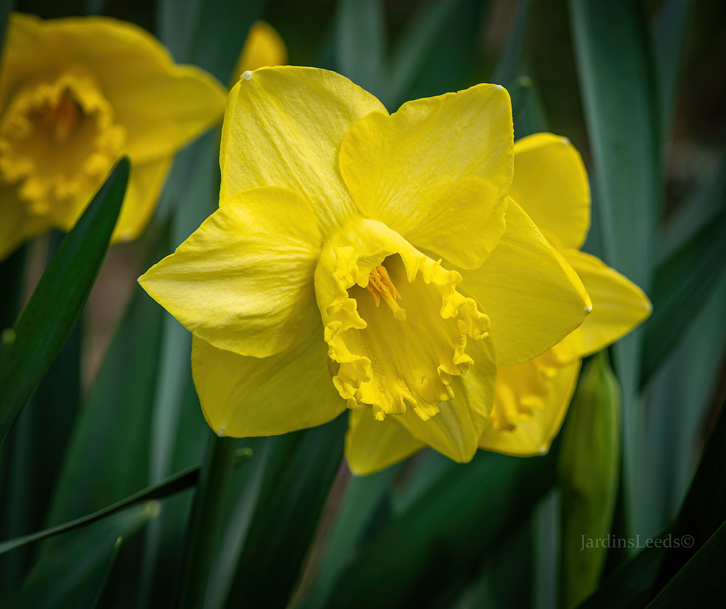 Narcisse, Narcissus 'Galactic Star'