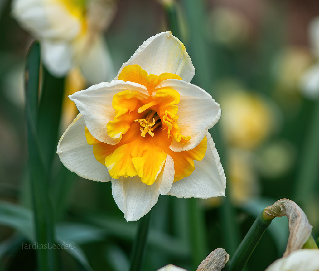 Narcisse, Narcissus 'Decoy'