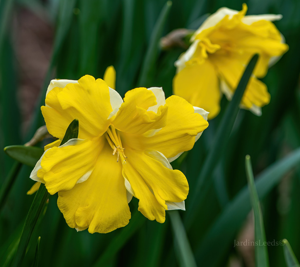 Narcisse, Narcissus 'Banana Daiquiri'