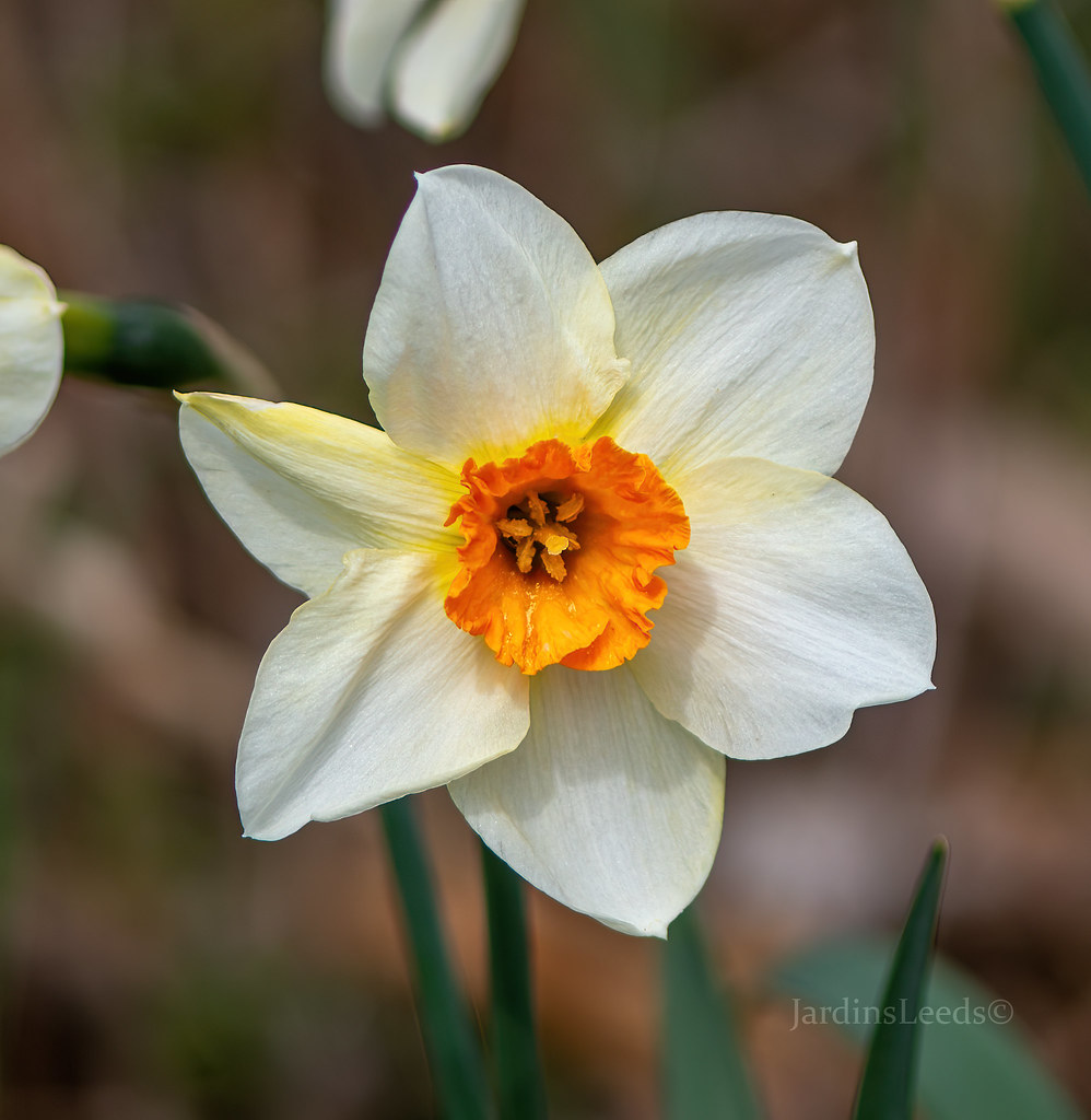 Narcisse, Narcissus 'Barrett Browning'